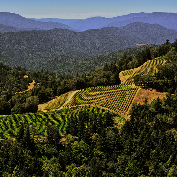 Murder ridge vineyard up on the hill