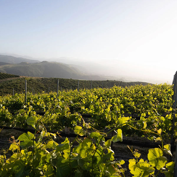 Our-lady-of-guadalupe_1